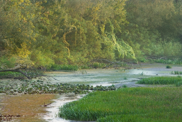 セルビアってどんな国？